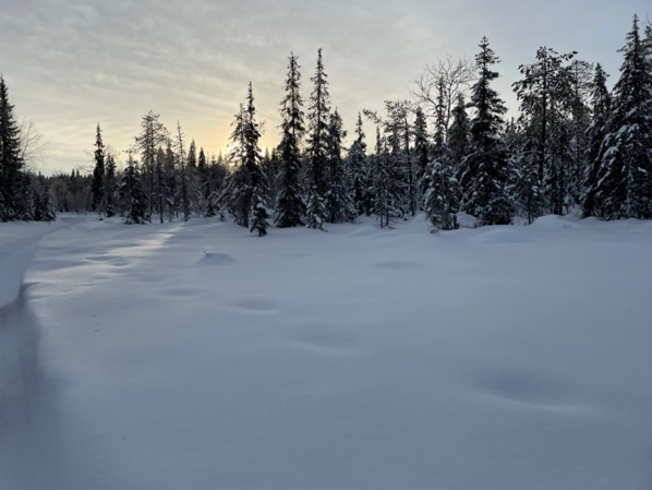 A snowy landscape with trees

Description automatically generated with medium confidence